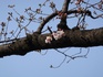 桜の開花宣言in靖国神社