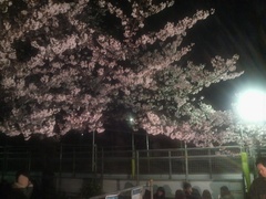 上野公園の夜桜