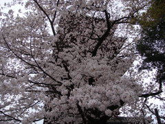 池上本門寺の桜、後ろにあるのは五重塔