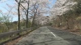太平山 桜祭り