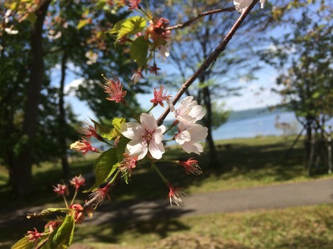洞爺湖の桜