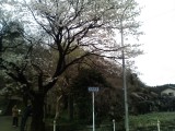 長岡百穴の桜